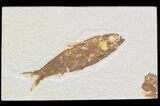 Bargain Knightia Fossil Fish - Wyoming #47883-1